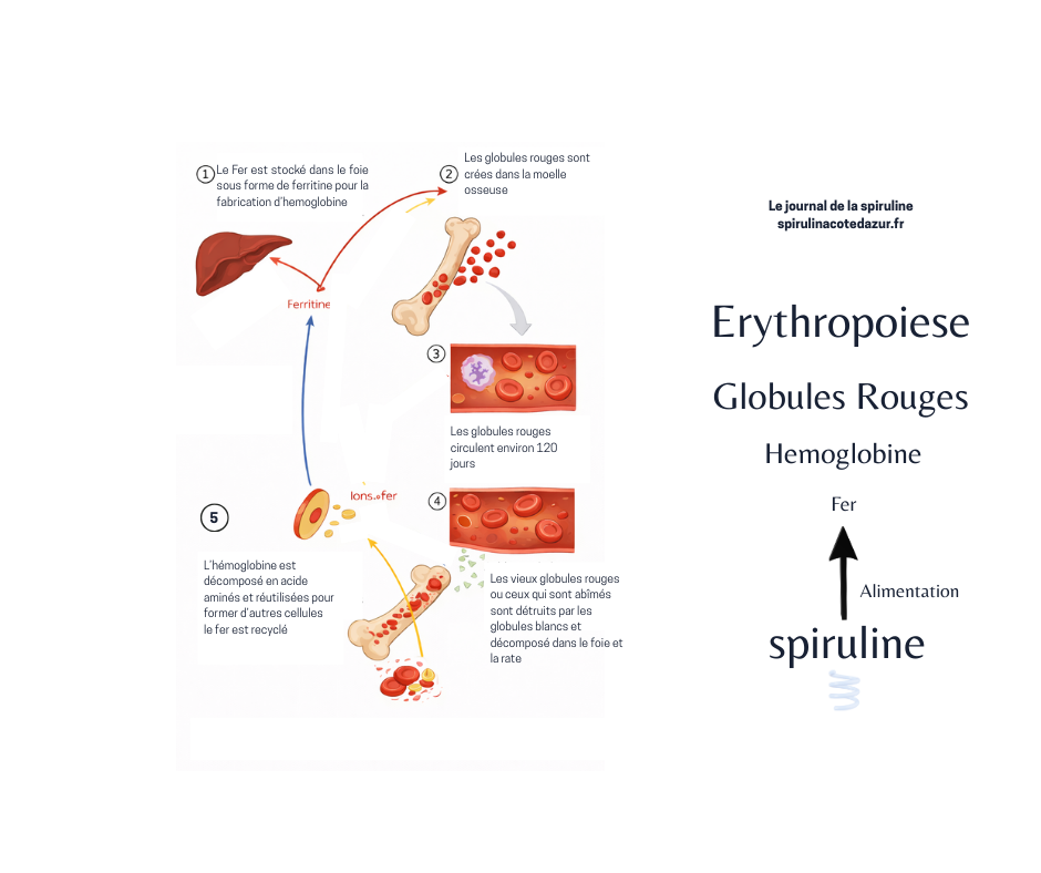 Spiruline et anémie ferriprive : que disent les études scientifiques ?