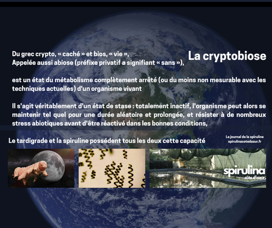 Comment la spiruline s’adapte aux conditions extrêmes ?