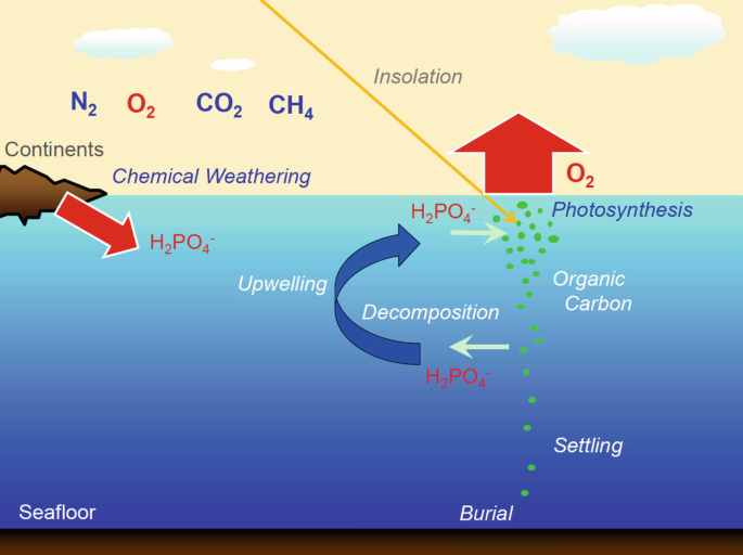 Spiruline une cyanobactérie : premiers organismes photosynthétiques à l’origine de la vie sur Terre