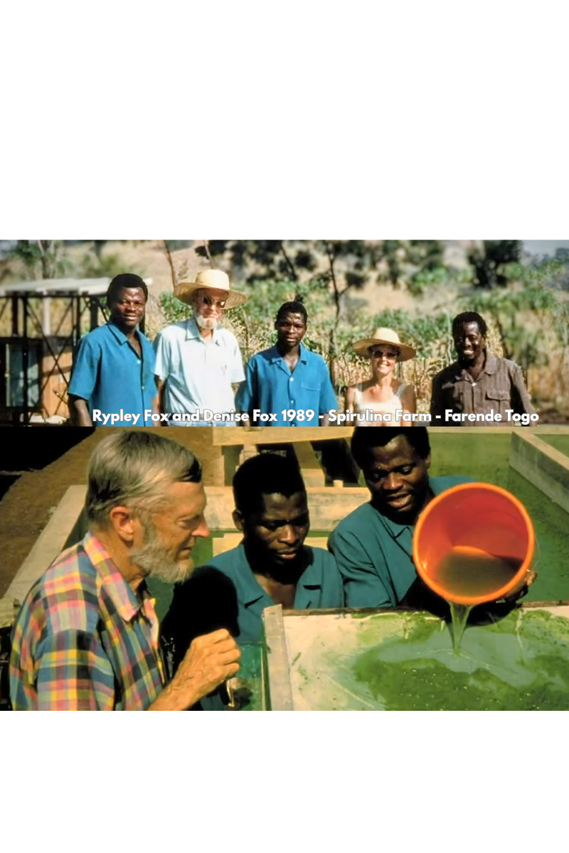 Ripley Fox et la spiruline : le scientifique qui a structuré sa culture moderne