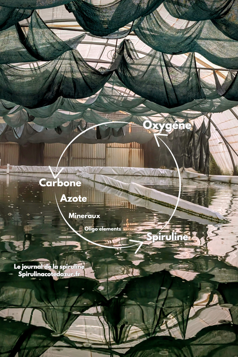 Le rôle fascinant des cyanobactéries dans les cycles du carbone et de l’azote
