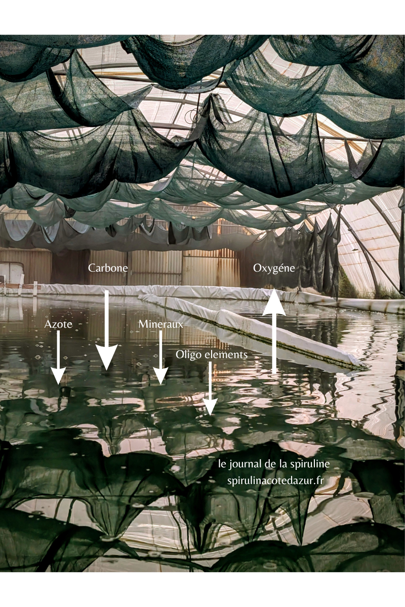 Le rôle fascinant des cyanobactéries dans les cycles du carbone et de l’azote