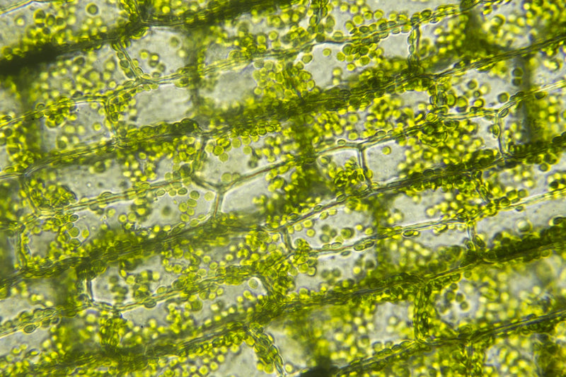 Chlorophylle