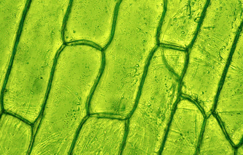 Polysaccharides